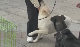 狗视频,视频里的萌宠瞬间